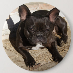 Grouchy Fransk Bulldog Knapp