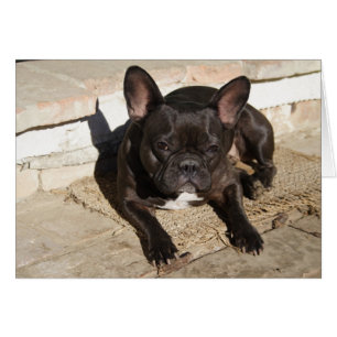 Grouchy Fransk Bulldog OBS Kort