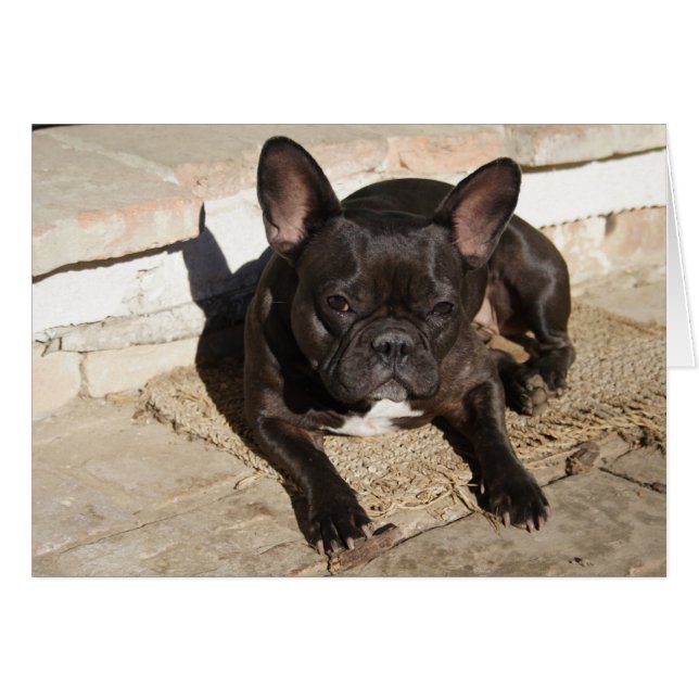 Grouchy Fransk Bulldog OBS Kort (Framsidan Horizontal)