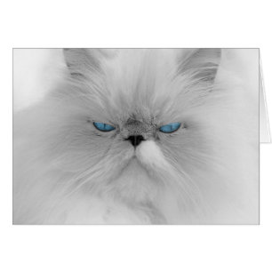 Grouchy Persian Cat Hälsningskort