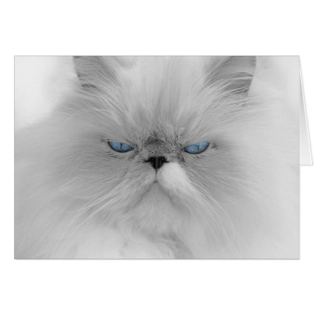 Grouchy Persian Cat Hälsningskort (Framsidan Horizontal)
