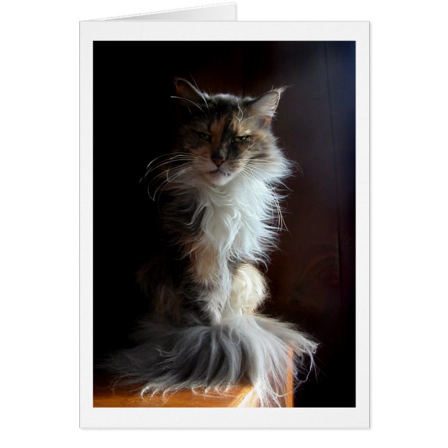 Grouchy, värdig gammal katt hälsningskort (Framsidan)