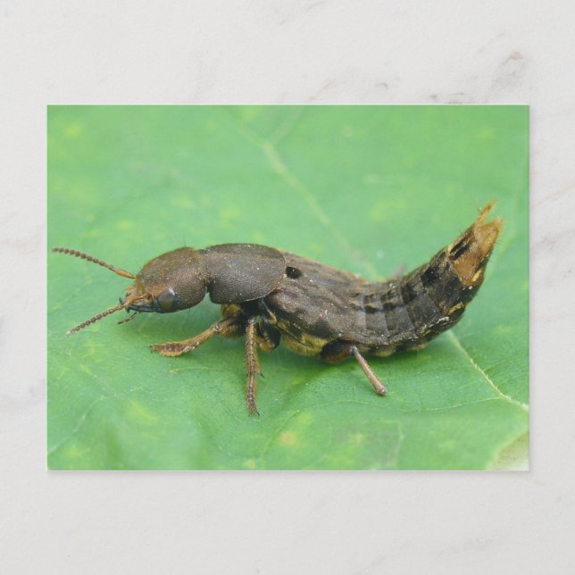 Ground Beetle Larva Postcard. Vykort (Framsida)