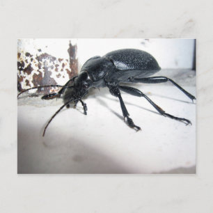Ground Beetle Vykort