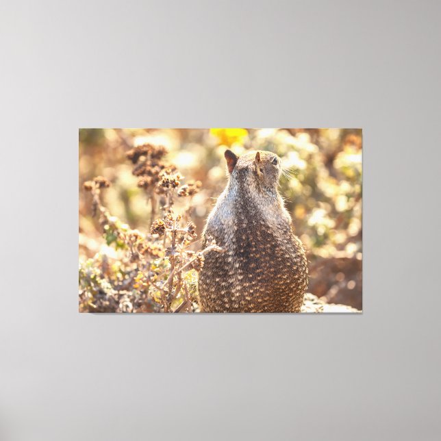 Ground ekorrel canvastryck (Framsida)