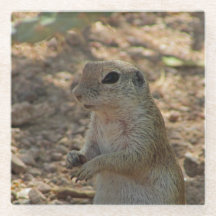 Ground ekorrel, stående fotoökningsdjur