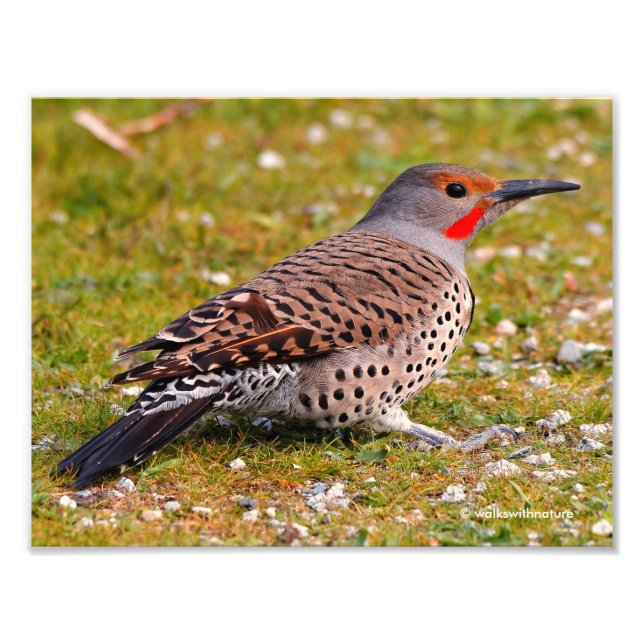 Ground Foraging Male Red-Shafted Northern Flicker Fototryck (Framsidan)