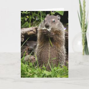 Ground Hog Munching på en blomma Kort