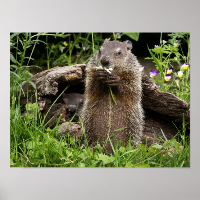 Ground Hog Munching på en blomma Poster (Framsidan)