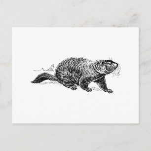 Ground Hog Vykort