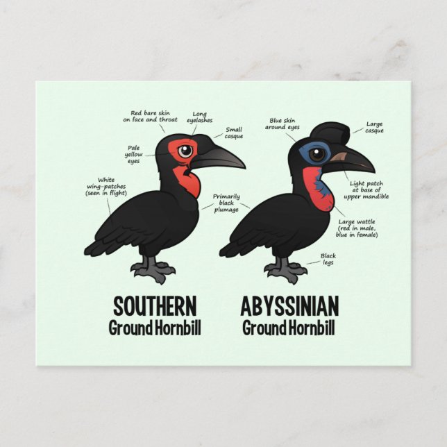 Ground Hornbil Statistik Vykort (Framsida)