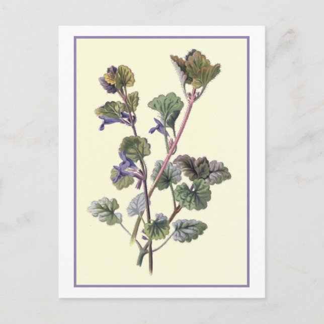 ’Ground Ivy’ botaniska illustrationer Vykort (Framsida)