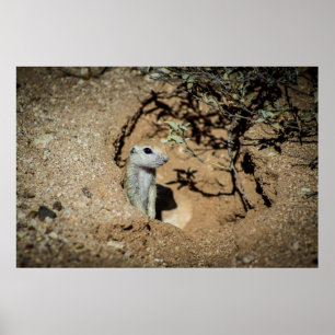 Ground Squirrel från Tucson Arizona Poster
