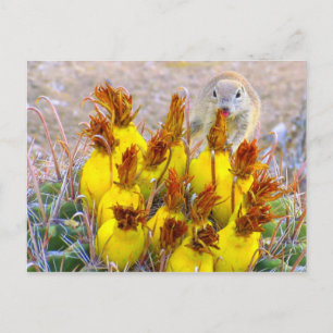 Ground Squirrel och Barrel Cactus Vykort