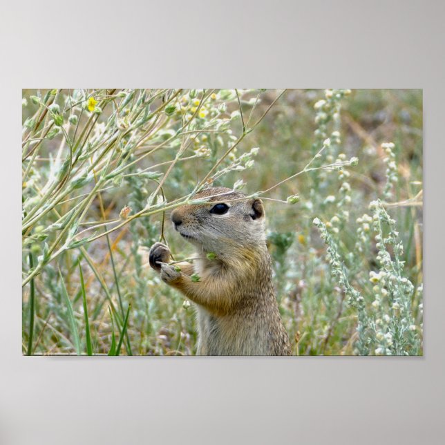 Ground Squirrel, Rocky Mountain National Park Poster (Framsidan)