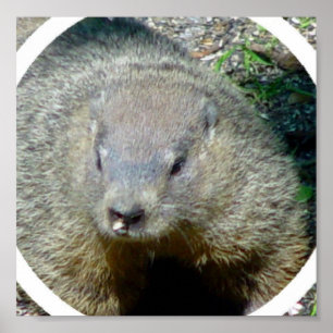 Groundhog affischtryck poster