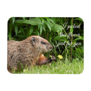 Groundhog aka Woodchuck med Flower Magnet