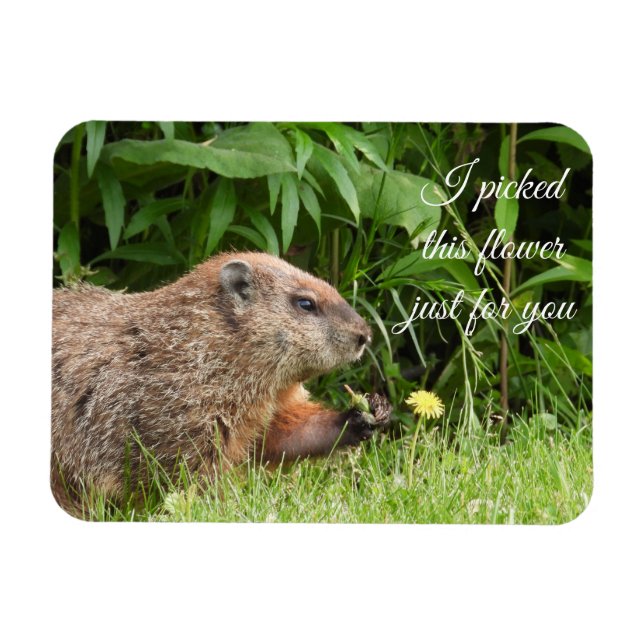 Groundhog aka Woodchuck med Flower Magnet (Horisontell)