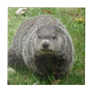 Groundhog äta kakelplatta