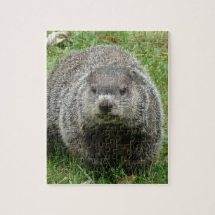 Groundhog äta pussel