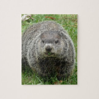 Groundhog äta pussel