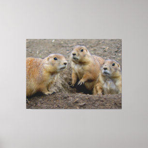 Groundhog dag canvastryck