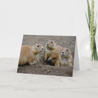 Groundhog dag kort