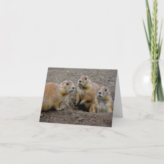 Groundhog dag kort (Framsida)