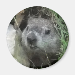 Groundhog dag magnet
