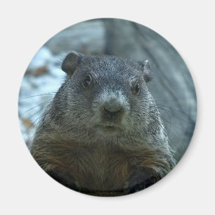 Groundhog dag! magnet