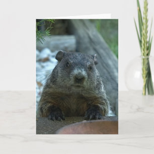 Groundhog Day! Kort