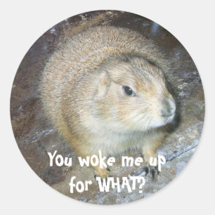 Groundhog Day Stickers Runt Klistermärke