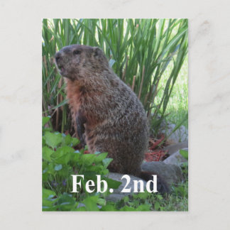 Groundhog Day Vykort