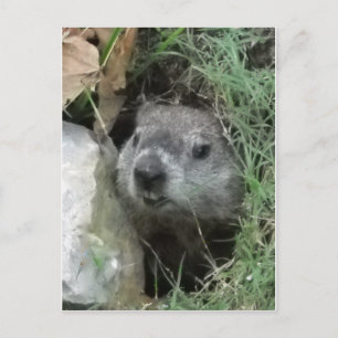 Groundhog Day Vykort