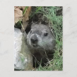 Groundhog Day Vykort