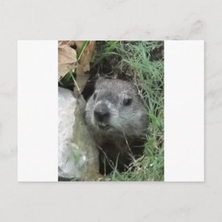 Groundhog Day Vykort