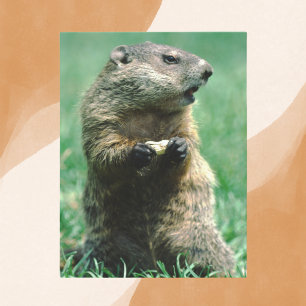 Groundhog Eating Peanut Vykort