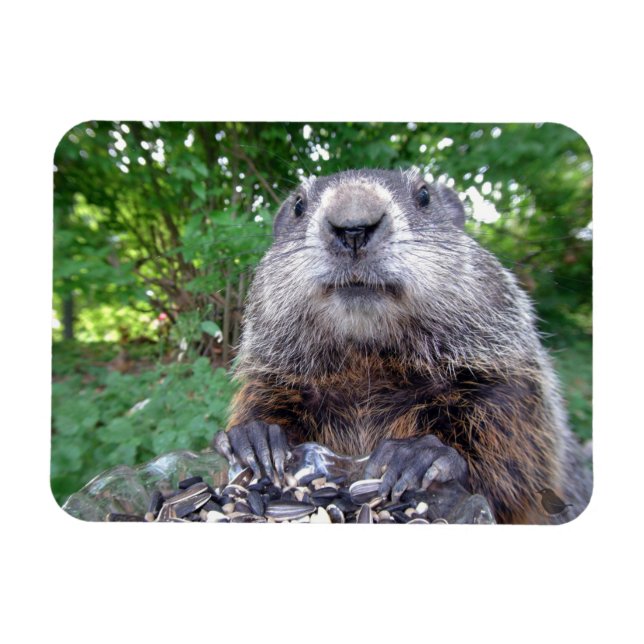 Groundhog Flexi magnet 3 x 4 (Horisontell)