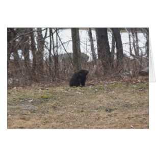 Groundhog granskar platsen hälsningskort