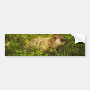 Groundhog i en fältbildekal bildekal