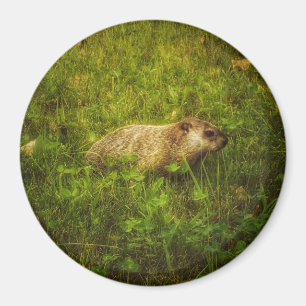 Groundhog i en fältmagnet magnet