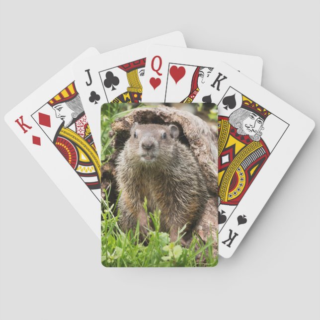 Groundhog i en ihålig logg casinokort (Baksidan)
