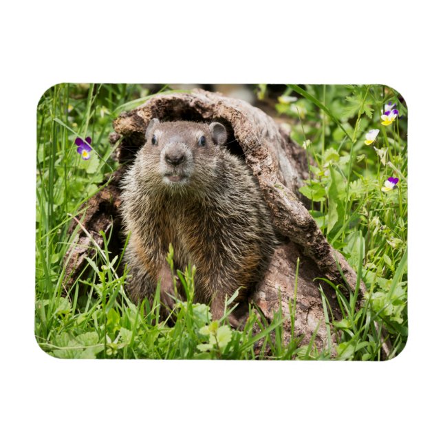 Groundhog i en ihålig logg magnet (Horisontell)