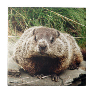 Groundhog Kakelplatta