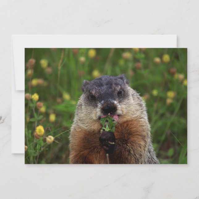 Groundhog kan smaka inbjudningar (Framsida)