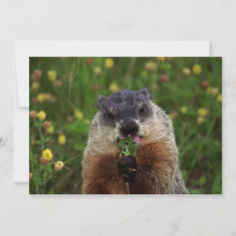Groundhog kan smaka inbjudningar