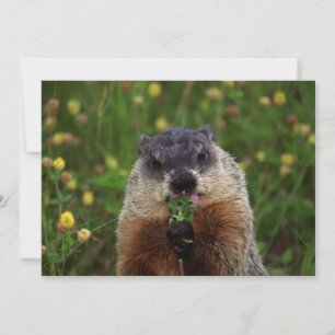 Groundhog kan smaka inbjudningar