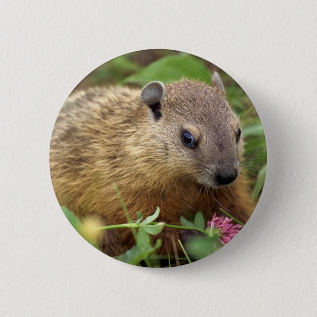 Groundhog Knapp (Framsida)