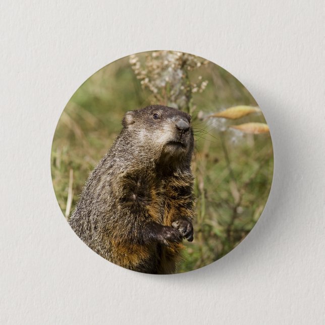 Groundhog Knapp (Framsida)