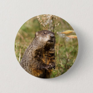 Groundhog Knapp